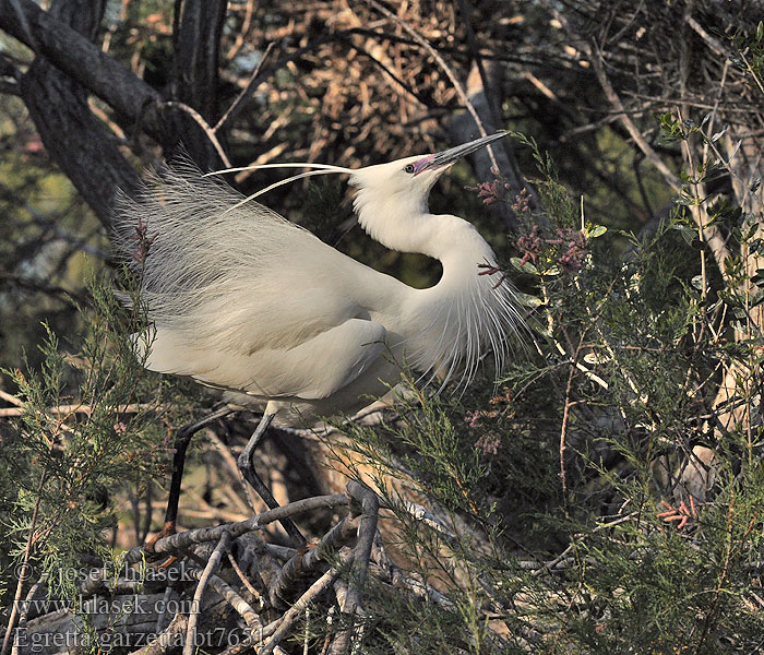 Egretta garzetta Цапля малая белая