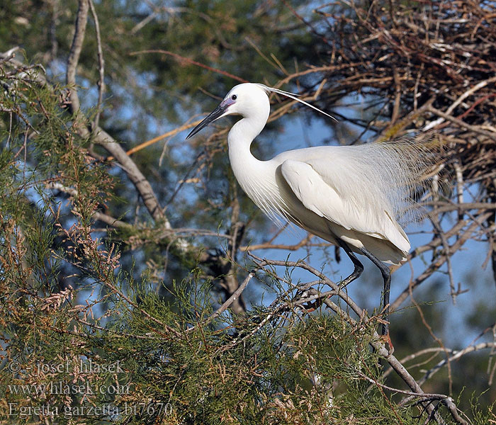 Egretta garzetta Volavka striebristá