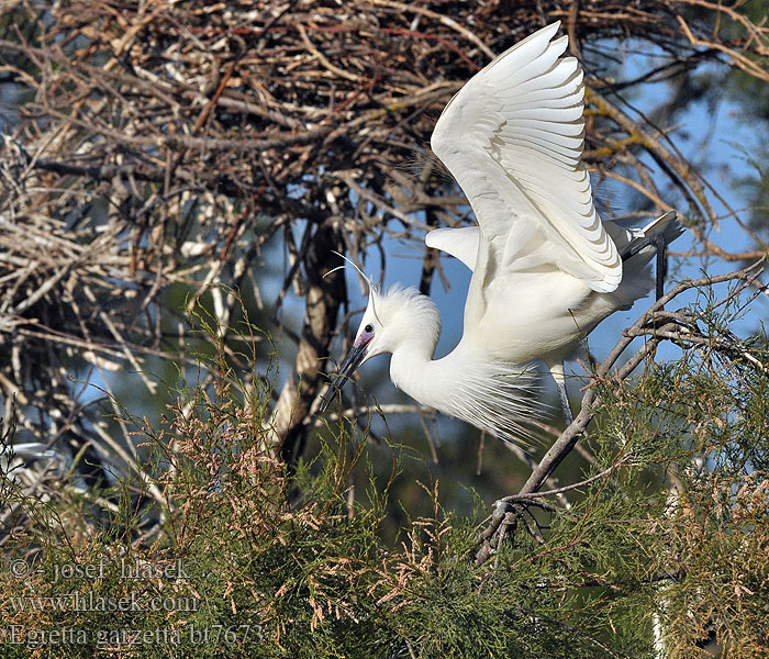 Egretta garzetta bt7673