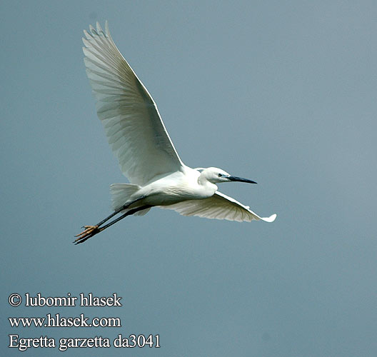 Egretta garzetta da3041