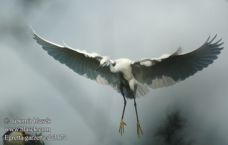 Egretta garzetta da3174