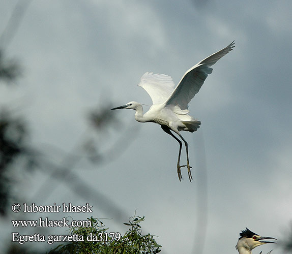 Egretta garzetta da3179