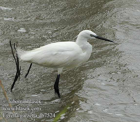 Egretta garzetta db7524