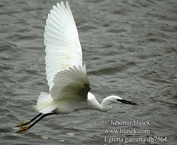 Egretta garzetta db7564