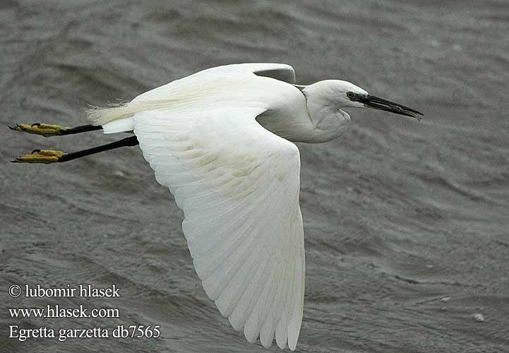 Egretta garzetta לבנית קטנה Chinna vellai kokku