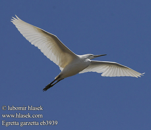 לבנית קטנה Chinna vellai kokku Egretta garzetta Little Egret Seidenreiher