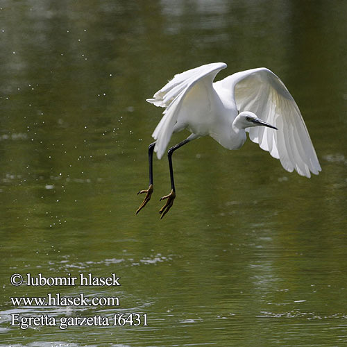 Egretta garzetta f6431