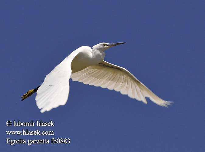 Egretta garzetta fb0883