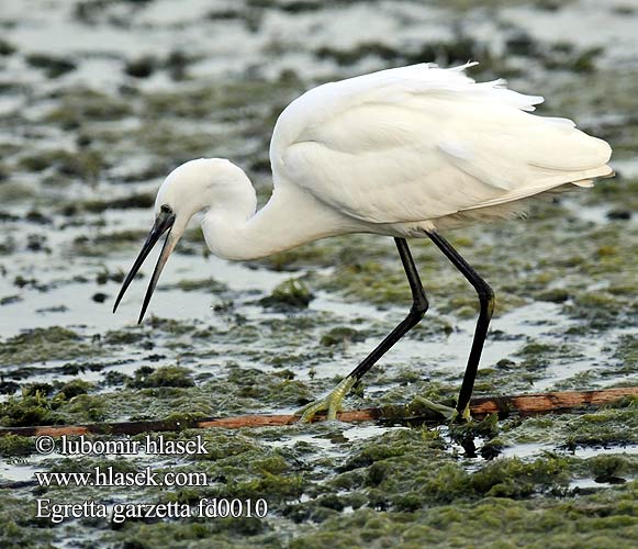 Egretta garzetta fd0010