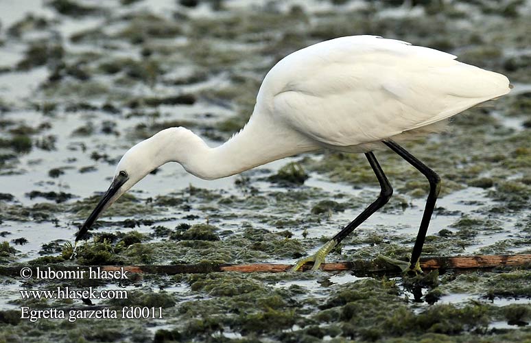 Egretta garzetta fd0011