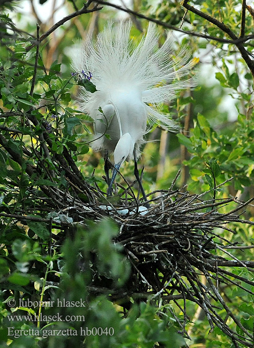 Egretta garzetta Seidenreiher Aigrette garzette Garceta Común