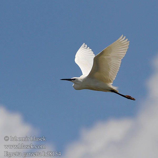 Egretta garzetta hd8154