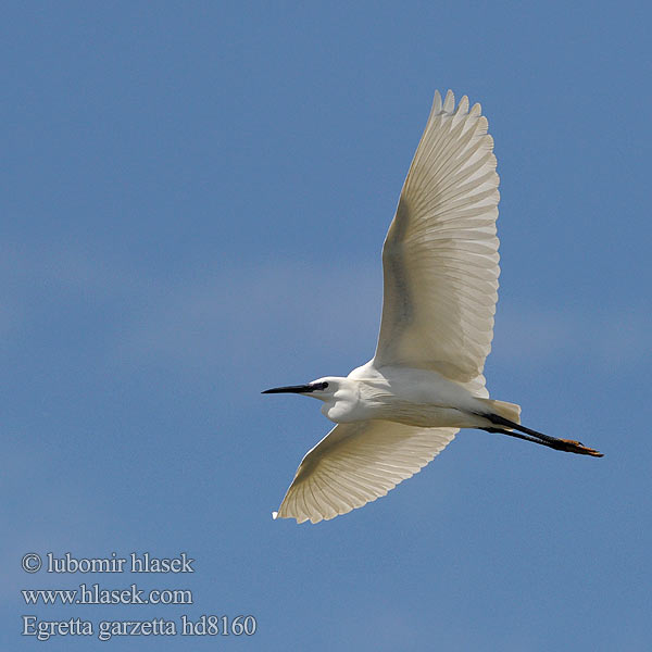 Egretta garzetta hd8160