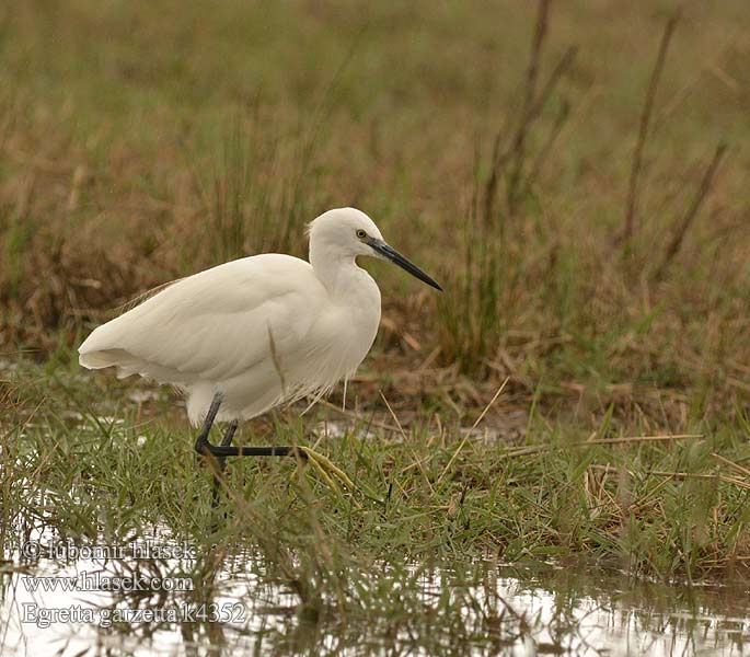 Egretta garzetta Mazais baltais gārnis