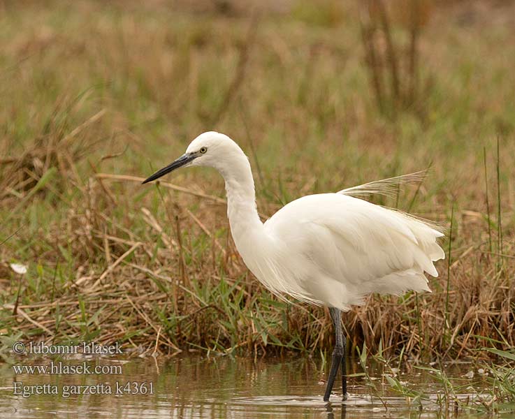 Egretta garzetta 大白鹭 コサギ