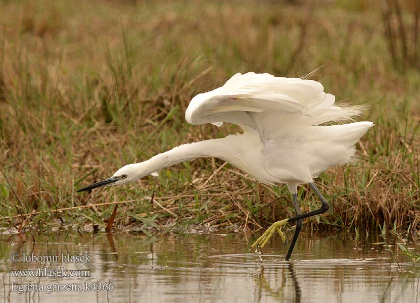 Egretta garzetta الغرنوق الأبيض