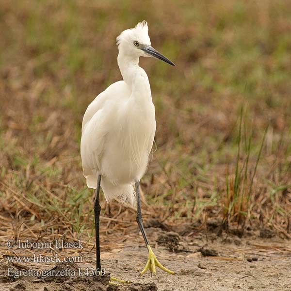 Egretta garzetta コサギ