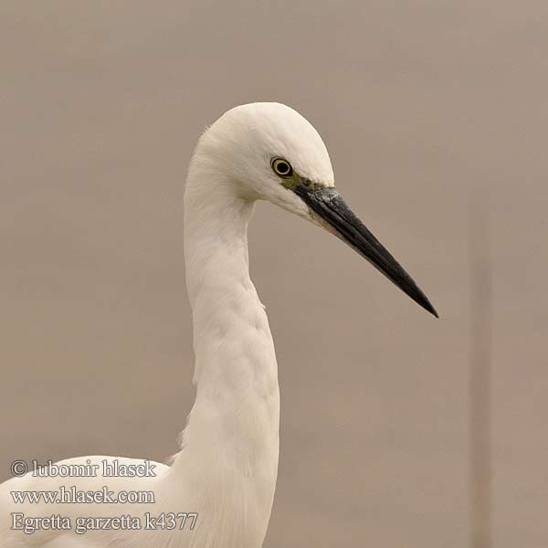 Egretta garzetta 쇠백로