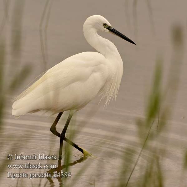 Egretta garzetta 쇠백로