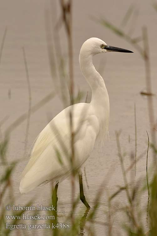 Egretta garzetta Garça-branca-pequena