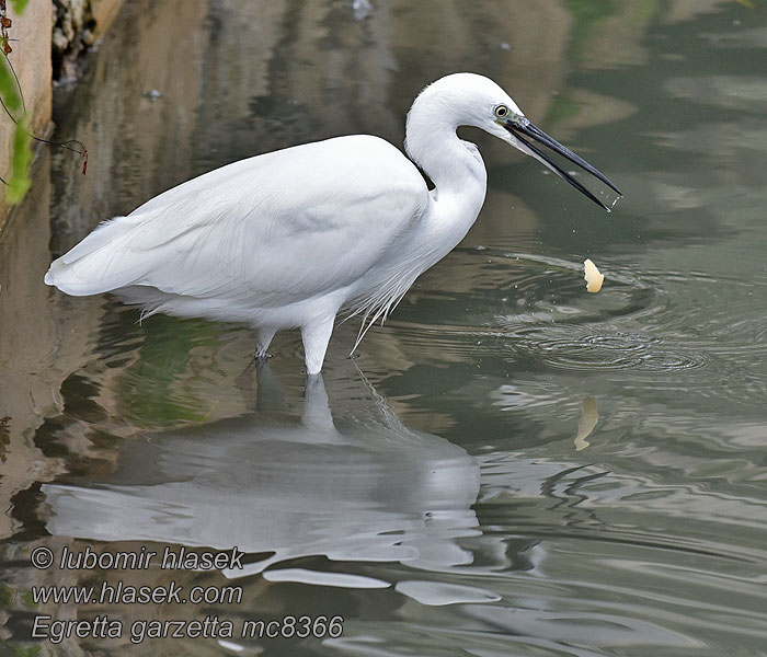 Little Egret Egretta garzetta