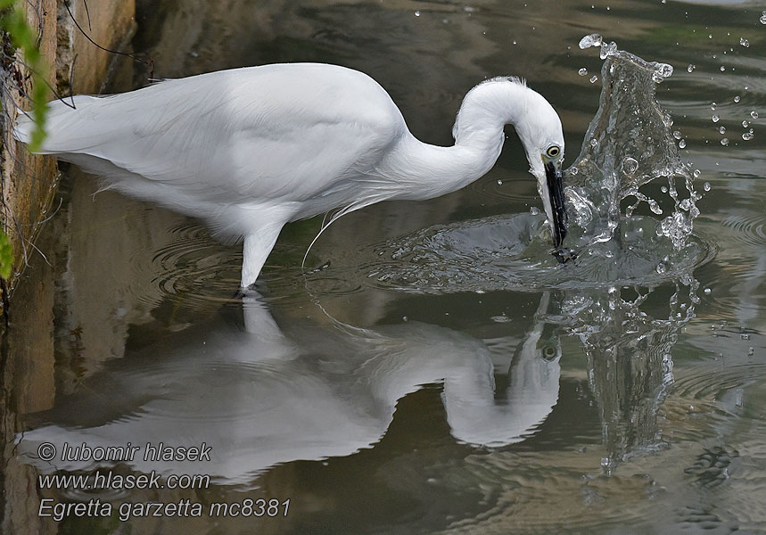 Seidenreiher Egretta garzetta