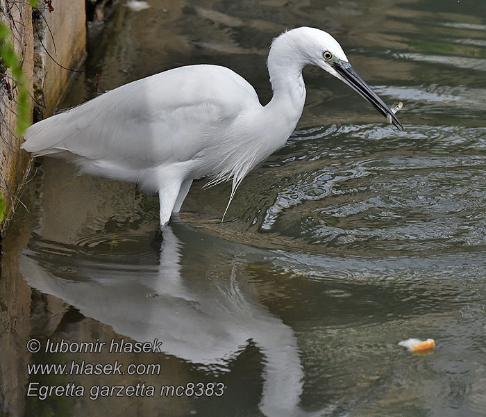 Aigrette garzette Egretta garzetta