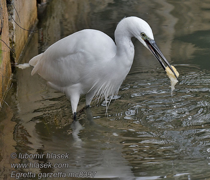 Garceta Común Egretta garzetta