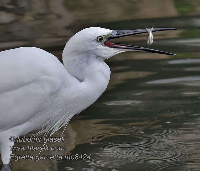 Czapla nadobna Egretta garzetta