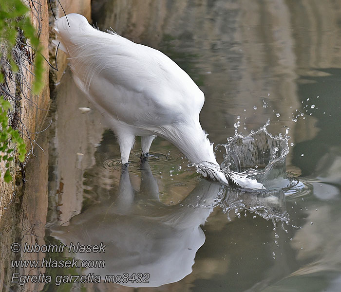 Kiskocsag Egretta garzetta