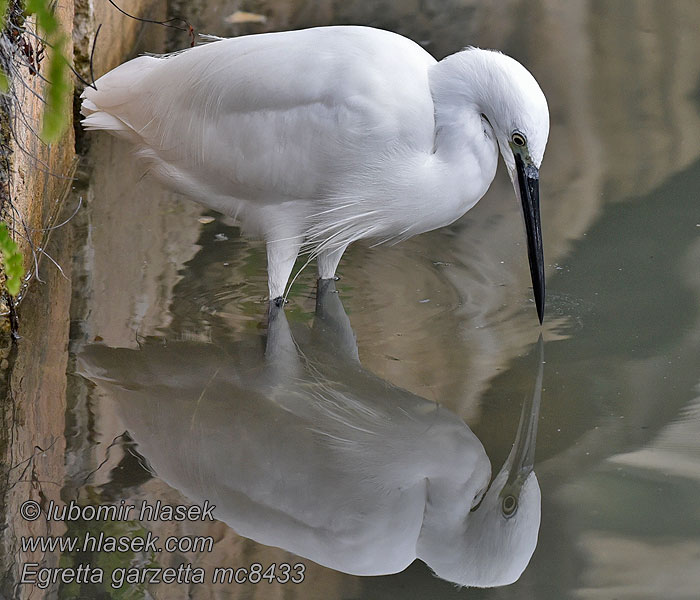 Silkeshäger Egretta garzetta