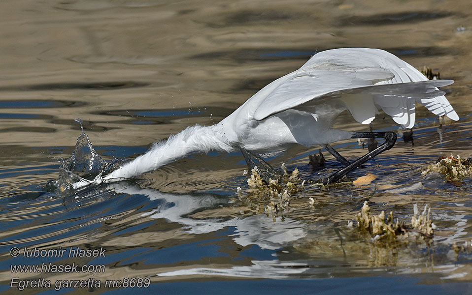 Silkehejre Egretta garzetta