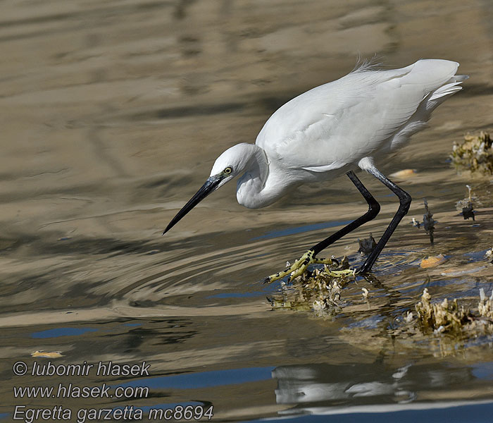 Kleine Zilverreiger Egretta garzetta