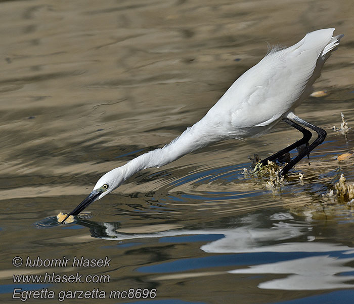 Silkkihaikara Egretta garzetta