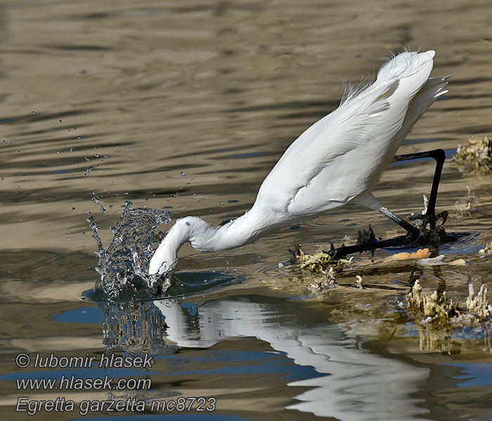 Garzetta Silkehegre Egretta garzetta