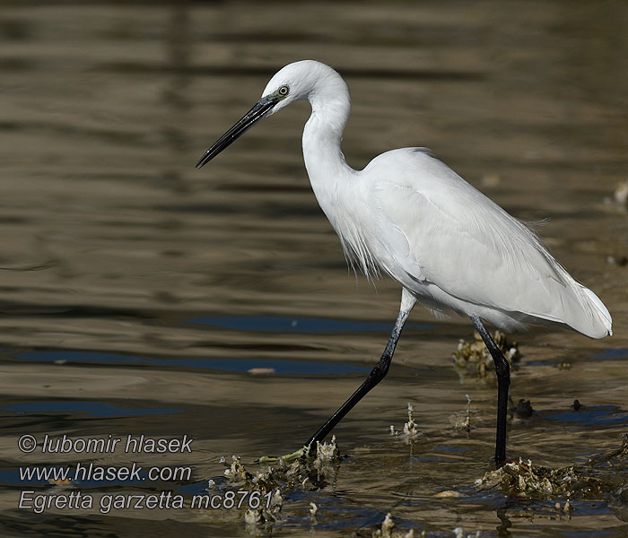 Beluša malá Egretta garzetta