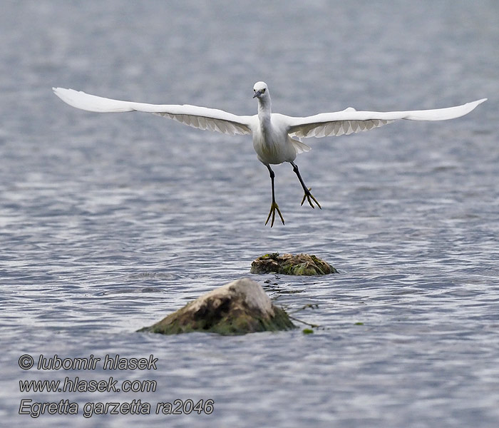 Egretta garzetta