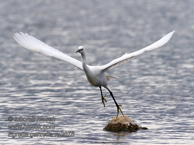 Egretta garzetta