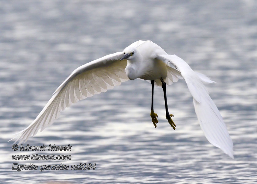 Egretta garzetta