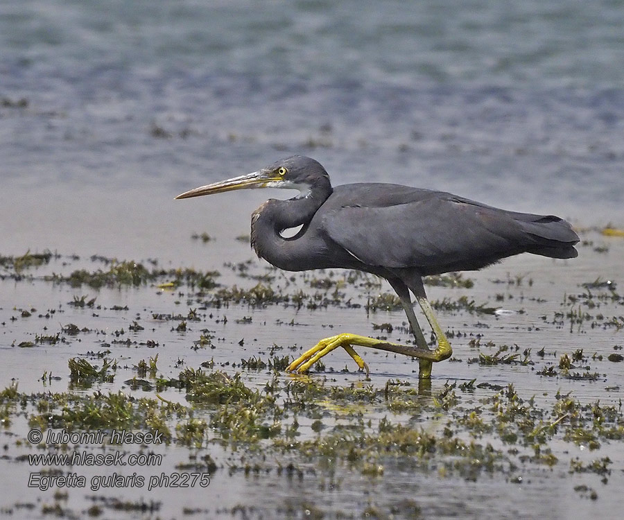 Egretta gularis 黄喉岩鹭 Volavka přímořská