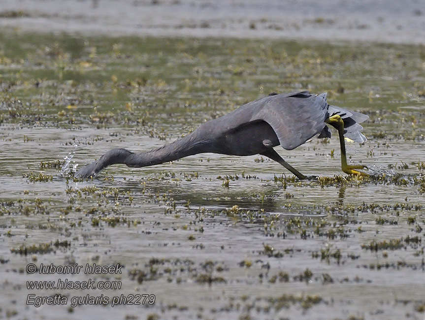 Egretta gularis Küstenreiher Revhejre Western Reef-Egret