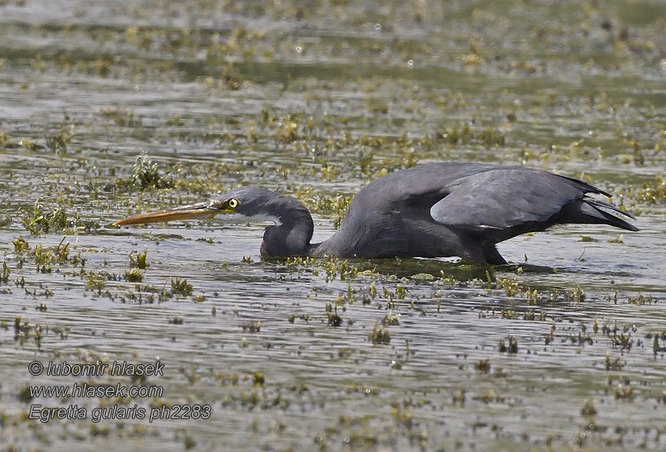 Egretta gularis Garceta Dimorfa Riuttahaikara Aigrette gorge blanche