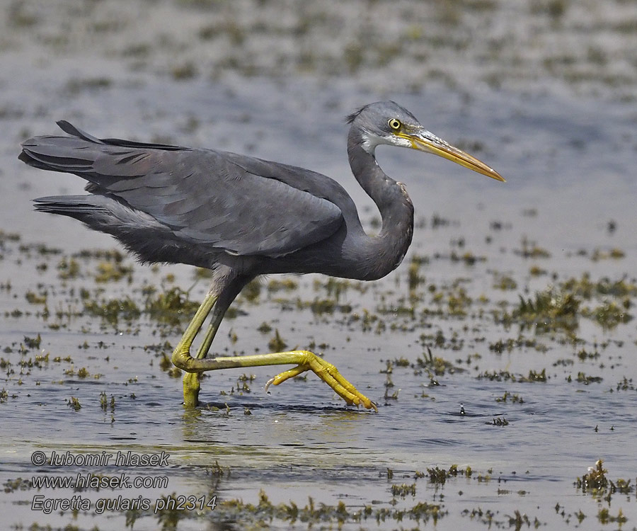 Egretta gularis Zátonykócsag Airone schistaceo アフリカクロサギ