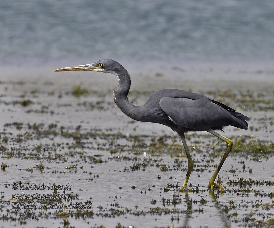 Egretta gularis Westelijke Rifreiger Strandhegre Czapla rafowa Garça-negra