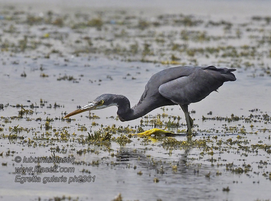 Egretta gularis Западная рифовая цапля Revhäger Volavka pobrežná