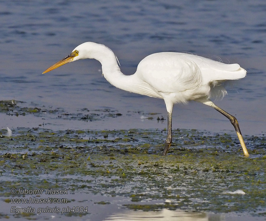 Egretta gularis Volavka pobrežná