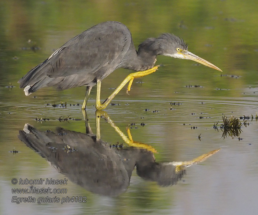 アフリカクロサギ Westelijke Rifreiger Strandhegre Egretta gularis