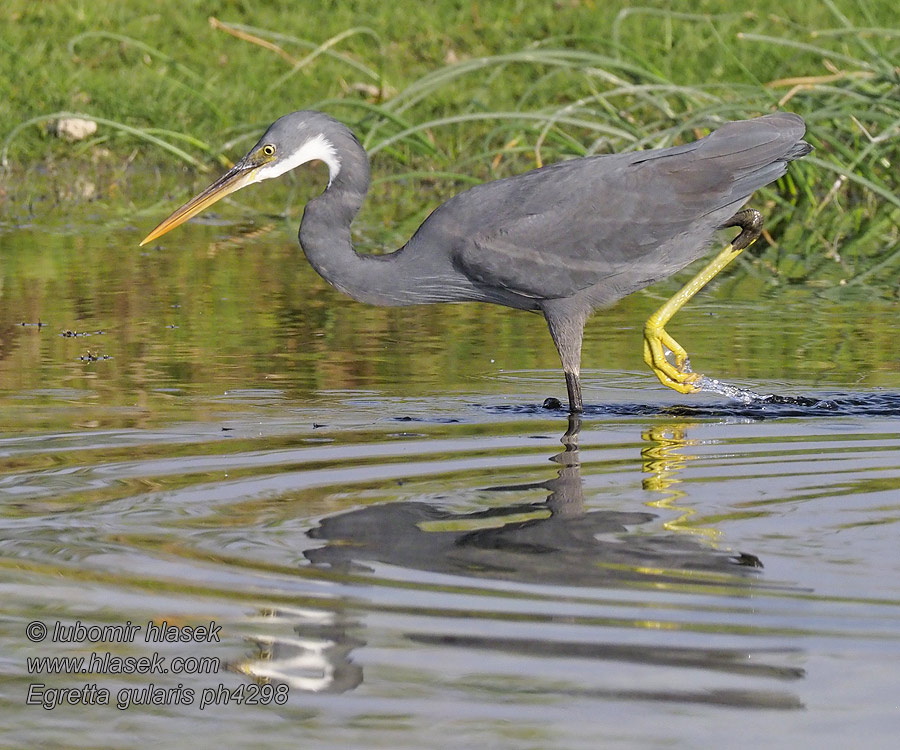 Western Reef-Egret Garceta Dimorfa Riuttahaikara Egretta gularis