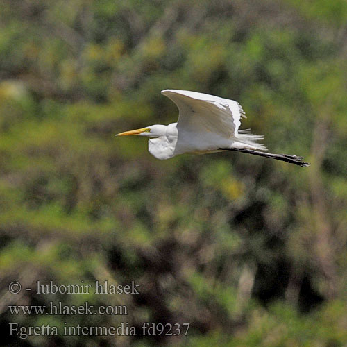 Egretta intermedia Volavka prostřední Edelreiher Mittelreiher Intermediate Egret Garceta Intermedia Héron intermédiaire Garzetta intermedia  チュウサギ Geelbekwitreier Yange Domo-njano iNgekle Mellemhejre Väike-hõbehaigur Pikkujalohaikara Éigrit ghob-bhuí לבנית גדולה־מקור Vellai kokku Kuntul perak sedang Hríshegri 중백로 Vidutinysis garnys Bangau Kendi kerbau Middelste Zilverreiger Duskhegre Czapla strojna żółtogoleniowa czarnonoga Цапля белая средняя Volavka vznešená prostredná Mellanhäger Plymhäger Ortanca balıkçıl นกยางโทนน้อย Cò ngàng nhỏ 中白鷺 中白鹭