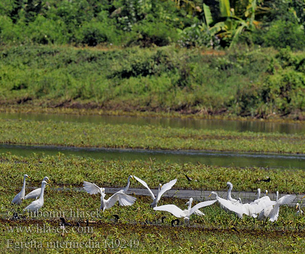 Intermediate Egret Garceta Intermedia Héron intermédiaire Garzetta intermedia  チュウサギ Geelbekwitreier Yange Domo-njano iNgekle Mellemhejre Väike-hõbehaigur Pikkujalohaikara Éigrit ghob-bhuí לבנית גדולה־מקור Vellai kokku Kuntul perak sedang Hríshegri 중백로 Vidutinysis garnys Bangau Kendi kerbau Middelste Zilverreiger Duskhegre Czapla strojna żółtogoleniowa czarnonoga Цапля белая средняя Volavka vznešená prostredná Mellanhäger Plymhäger Ortanca balıkçıl นกยางโทนน้อย Cò ngàng nhỏ 中白鷺 中白鹭 Egretta intermedia Volavka prostřední Edelreiher Mittelreiher